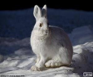 yapboz Beyaz tavşan